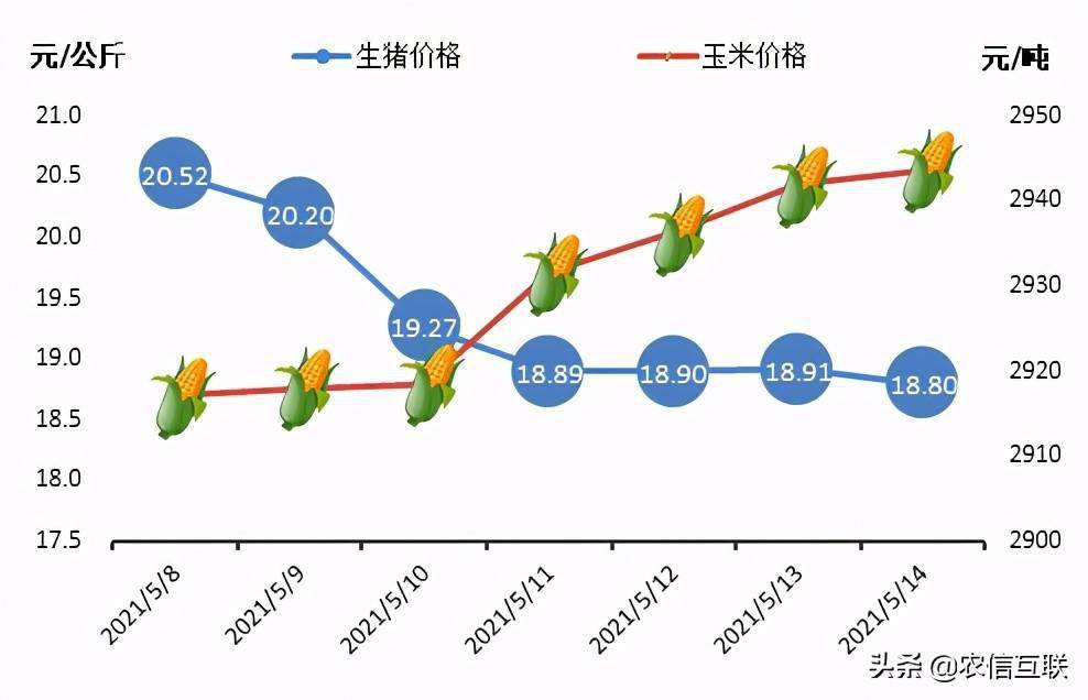 遵义最新肉价，市场走势与影响因素分析