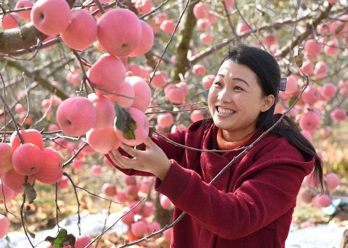 苹果最新疫情动态分析