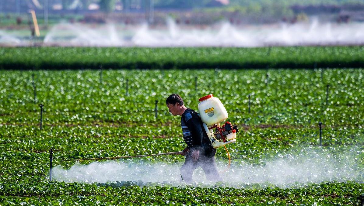 最新菜地浇水技术与实践