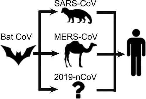 最新疫情宿主研究，探索未知的挑战